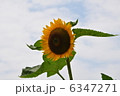 ひまわり 6347271