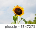 ひまわり 6347273