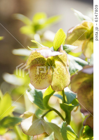 クリスマスローズ 6347809