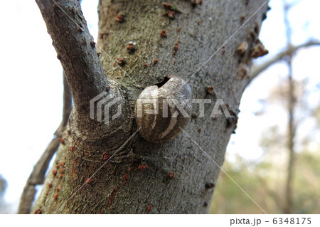 イラガの繭 6348175