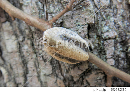 カマキリの卵 6348232