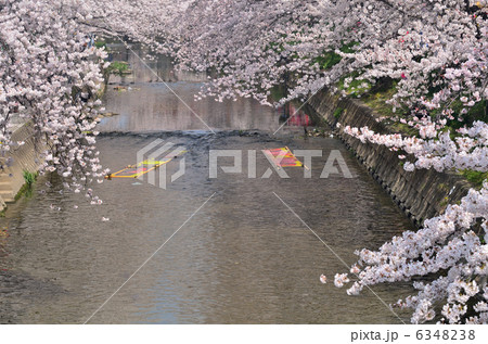 満開の桜と五条川 満開の桜と五条川 6348238