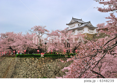 満開の桜と天守閣 6348239
