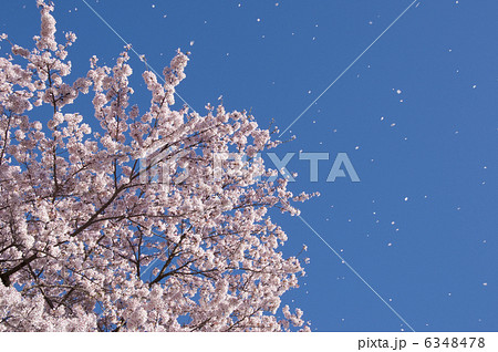 桜吹雪 桜吹雪 6348478