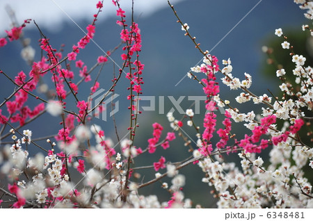 梅の里 梅の里 6348481