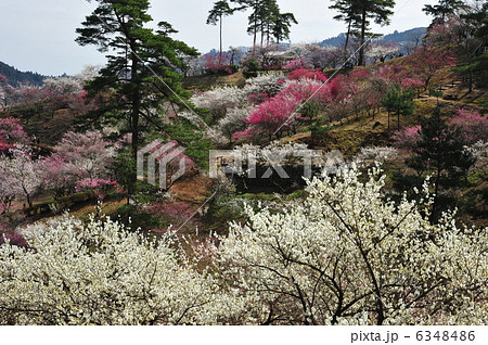 梅の里 梅の里 6348486