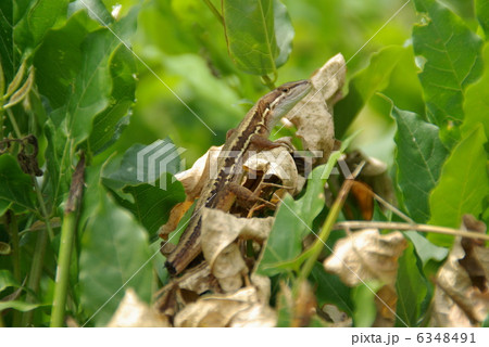 しっぽの切れたトカゲ 6348491