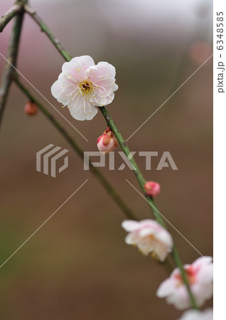 梅の花 6348585