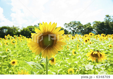ひまわり畑 6348709