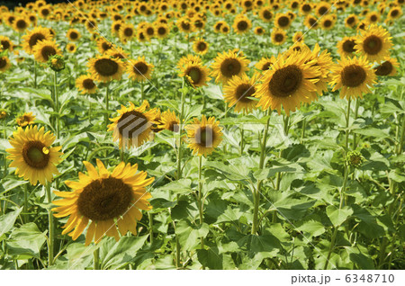 ひまわり畑 ひまわり畑 6348710