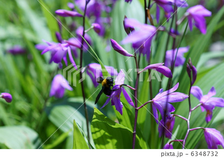 紫蘭に熊蜂 紫蘭に熊蜂 6348732