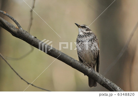ツグミ ツグミ 6348820