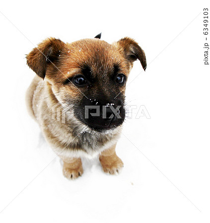 Puppy portrait Puppy portrait 6349103