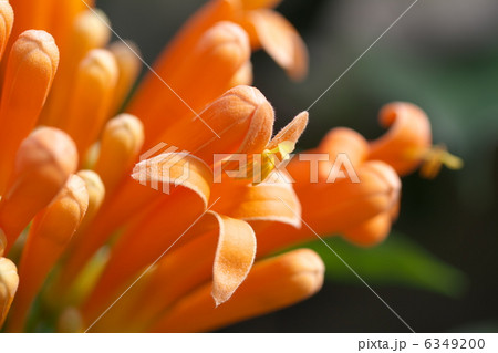 カエンカズラ 6349200