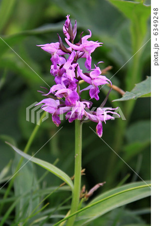 ハクサンチドリ 6349248