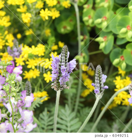 花壇 花壇 6349251