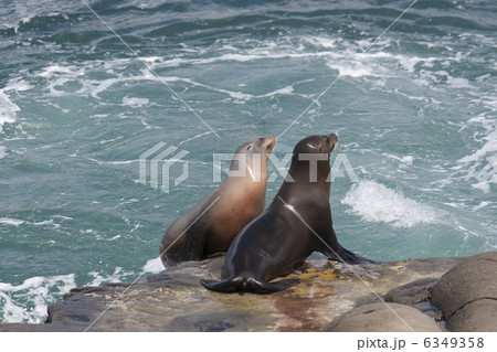 Sea Lions 6349358