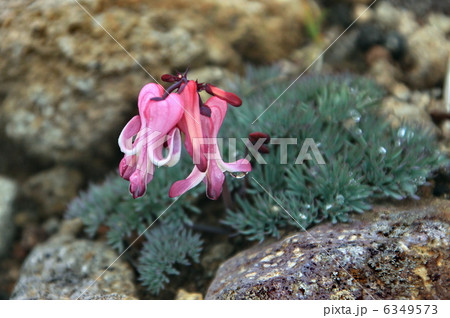 コマクサ 6349573