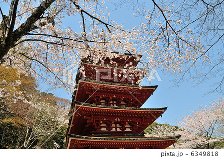長谷寺五重の塔と桜 6349818
