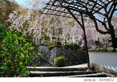 長谷寺の桜 6349822