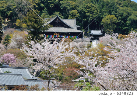 長谷寺本堂と桜 6349823