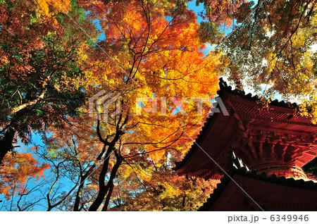 牛滝山大威徳寺多宝塔と紅葉 牛滝山大威徳寺多宝塔と紅葉 6349946