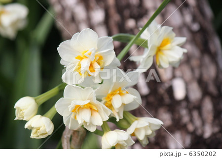 八重咲き水仙 6350202