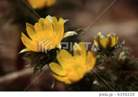 福寿草 福寿草 6350220