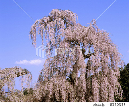 南小倉のシダレザクラ 6350353