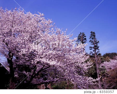 陽春の里 6350357