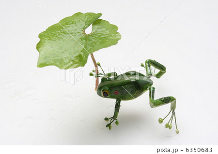 カエル カエル 6350683