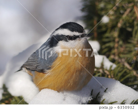 ムネアカゴジュウカラ ムネアカゴジュウカラ 6350932