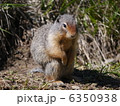 地リス 6350938