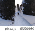 ウサギ 6350960