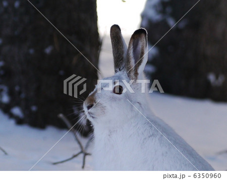 ウサギ ウサギ 6350960