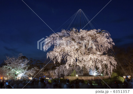 東山花灯路　円山公園　祇園枝垂れ桜 6351357
