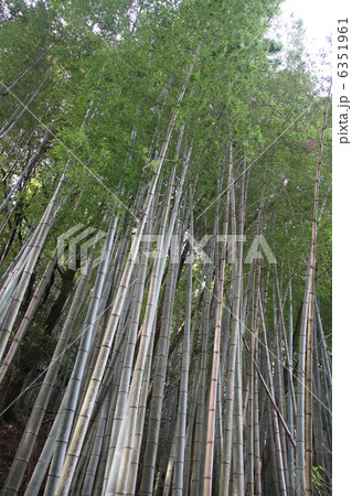 竹林 6351961