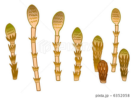 つくし 群生 つくし 群生 6352058