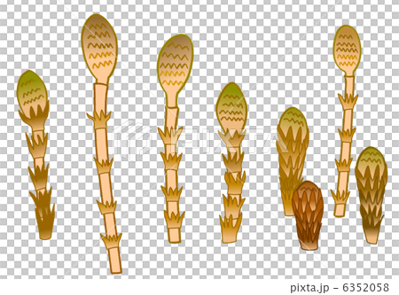つくし 群生 つくし 群生 6352058
