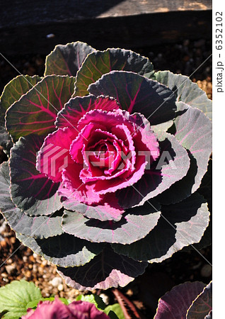 花きゃべつ 6352102