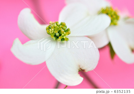 花水木(白) 6352135