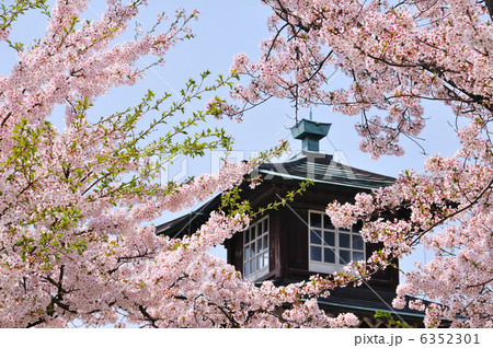 桜咲く旧新潟税関庁舎 6352301