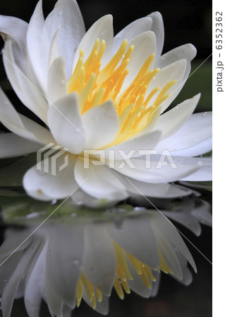 スイレンの影 6352362