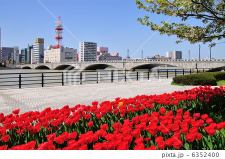 チューリップと万代橋 6352400