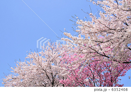 桜と青空 桜と青空 6352408