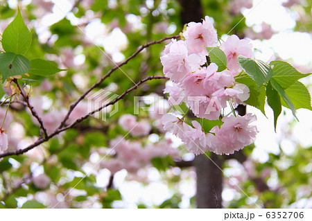 石川県森林公園の八重桜 石川県森林公園の八重桜 6352706