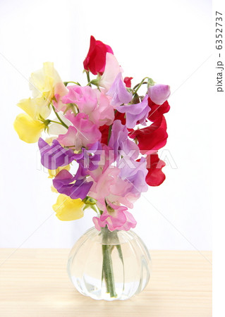 スイートピー 6352737