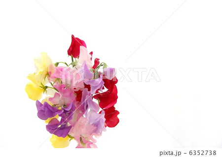 スイートピー 6352738