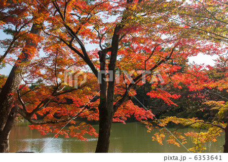 仙洞御所 北池 女院御所の池 仙洞御所 北池 女院御所の池 6353641