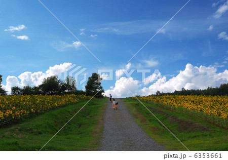 向日葵畑で自転車を押すカップル 向日葵畑で自転車を押すカップル 6353661